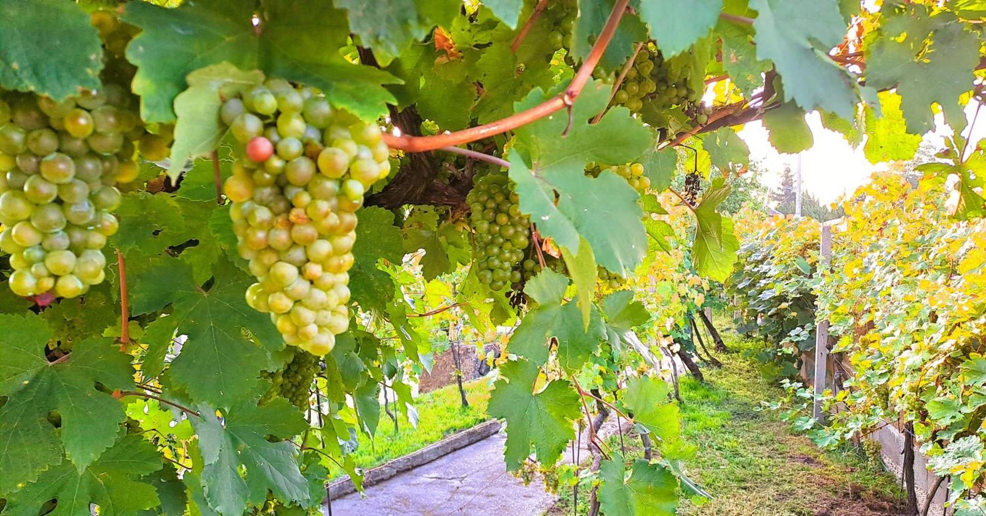 Domek Na Vinohradech Hlohovec Eksteriør bilde